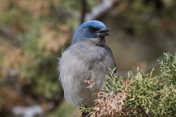 Jay