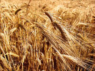 Barley field