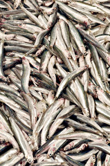 Sardines