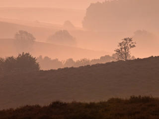Trees during sunrise