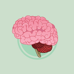 Pink Human brain