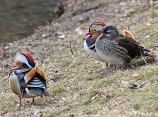 Mandarinentenpaar mit Rivalen