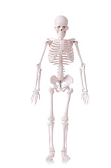 Skeleton isolated on the white