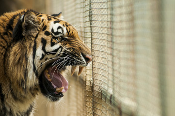 Naklejka premium Angry tiger in the cage