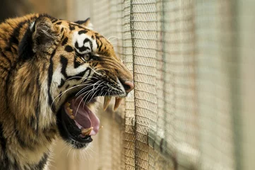 Foto auf Acrylglas Tiger Wütender Tiger im Käfig