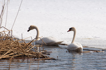 swan - cygnus olor