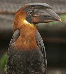 Rufous hornbill