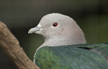 Green Imperial Pigeon