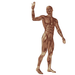 Fototapeta na wymiar 3D human or man with muscles for anatomy or sport designs