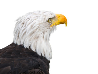 sea ​​eagle