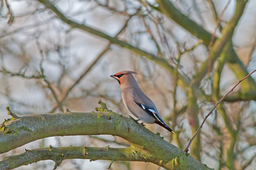 Waxwing