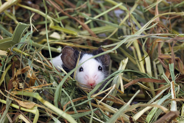 Little mouse sitting in the hay