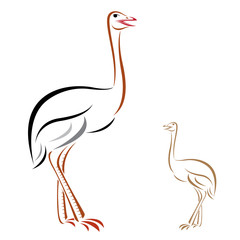 Vector image of an ostrich on white background