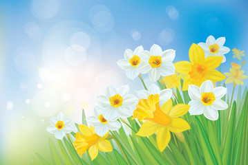 Vector of daffodil flowers on spring background.
