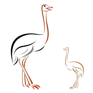Vector image of an ostrich on white background