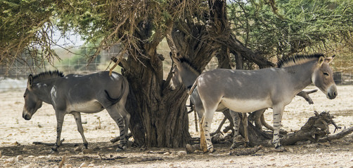 Somali wild ass (Equus africanus) in nature reserve, Israel