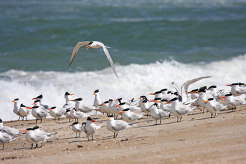 Royal Terns