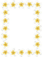 White frangipani flowers frame