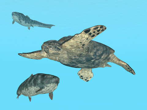Meeresschildkröte Archelon und Dunkleosteus