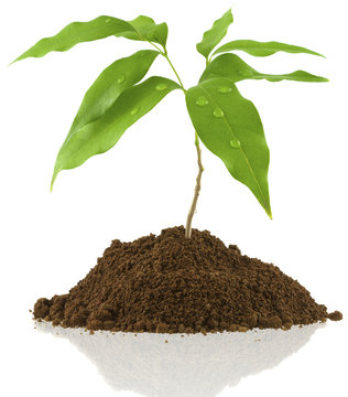 jeune litchi, concept protection de la nature
