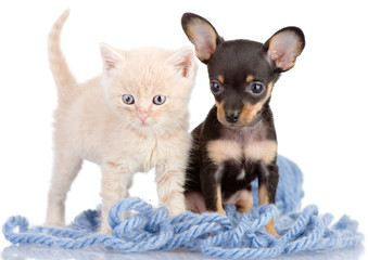 kitten with a puppy in strings of a yarn. Isolated on a white
