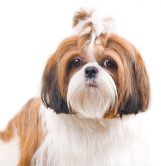 Shih Tzu dog in studio on a white background