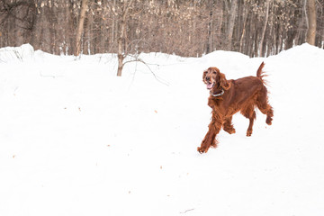 Irish setter