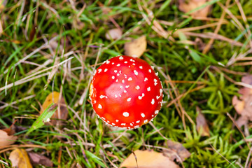 Fliegenpilz, Fly agaric