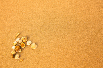 Fototapeta na wymiar Texture of beach sand and sea shells.
