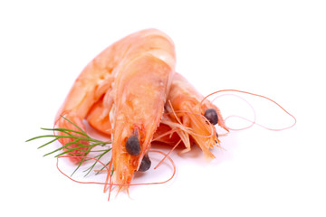 Frische Scampi