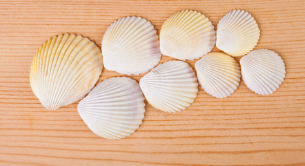 White seashells on the board