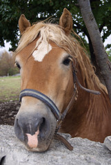 Obraz premium CAVALLO