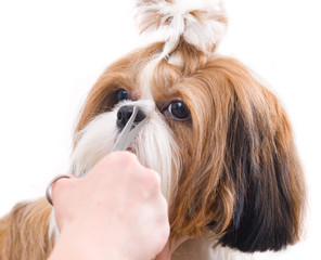 Grooming the Shih Tzu dog isolated on white
