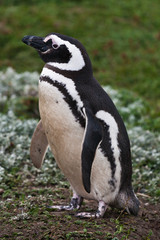 penguin magellanicus Spheniscus
