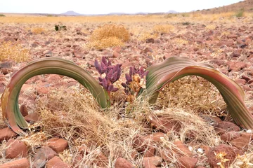 Poster Welwitschia plant in Namibia © mezirka