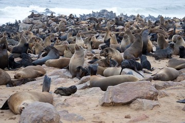 Seal colony in Namibia