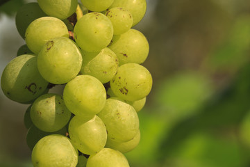 Vineyard Grapes