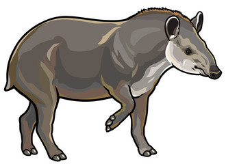 lowland tapir
