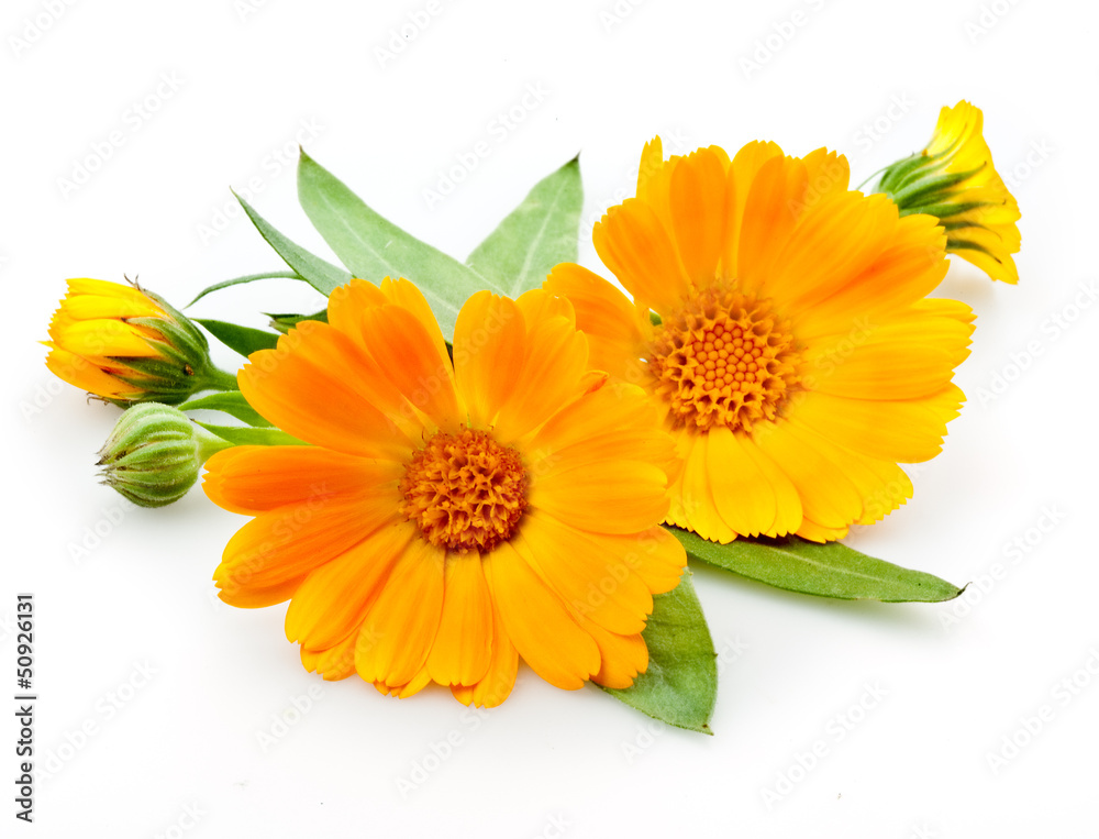 Fototapete Calendula. flowers with leaves isolated on white
