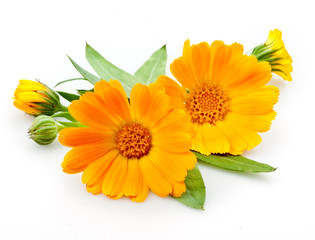Calendula. flowers with leaves isolated on white © Tim UR
