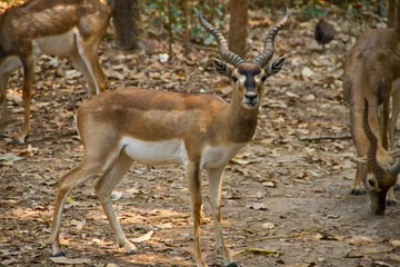 Impala deer