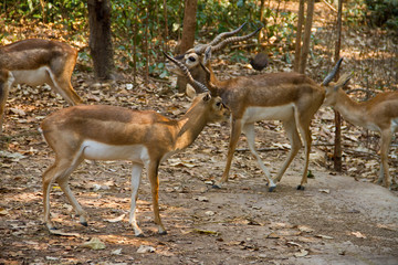 Impala deer