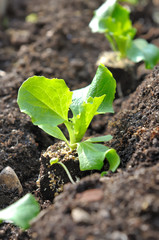 jeunes plants de salade