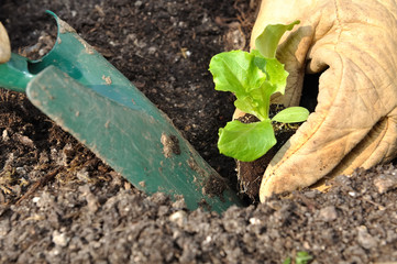 plantation de jeunes pousses de salade