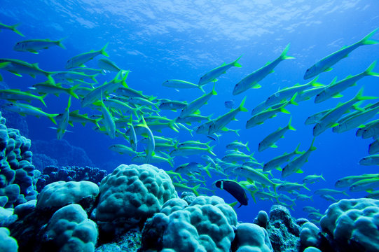 Fototapeta Coral Reef in the Red Sea