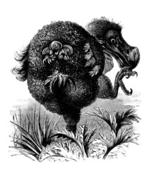 Extinct Bird : Dodo - Dronte © Erica Guilane-Nachez