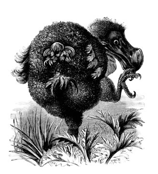 Extinct Bird : Dodo - Dronte