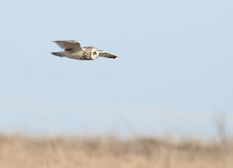 Short-eared owl