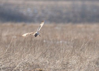 Short-eared owl