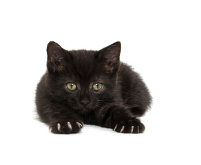 Cute black kitten